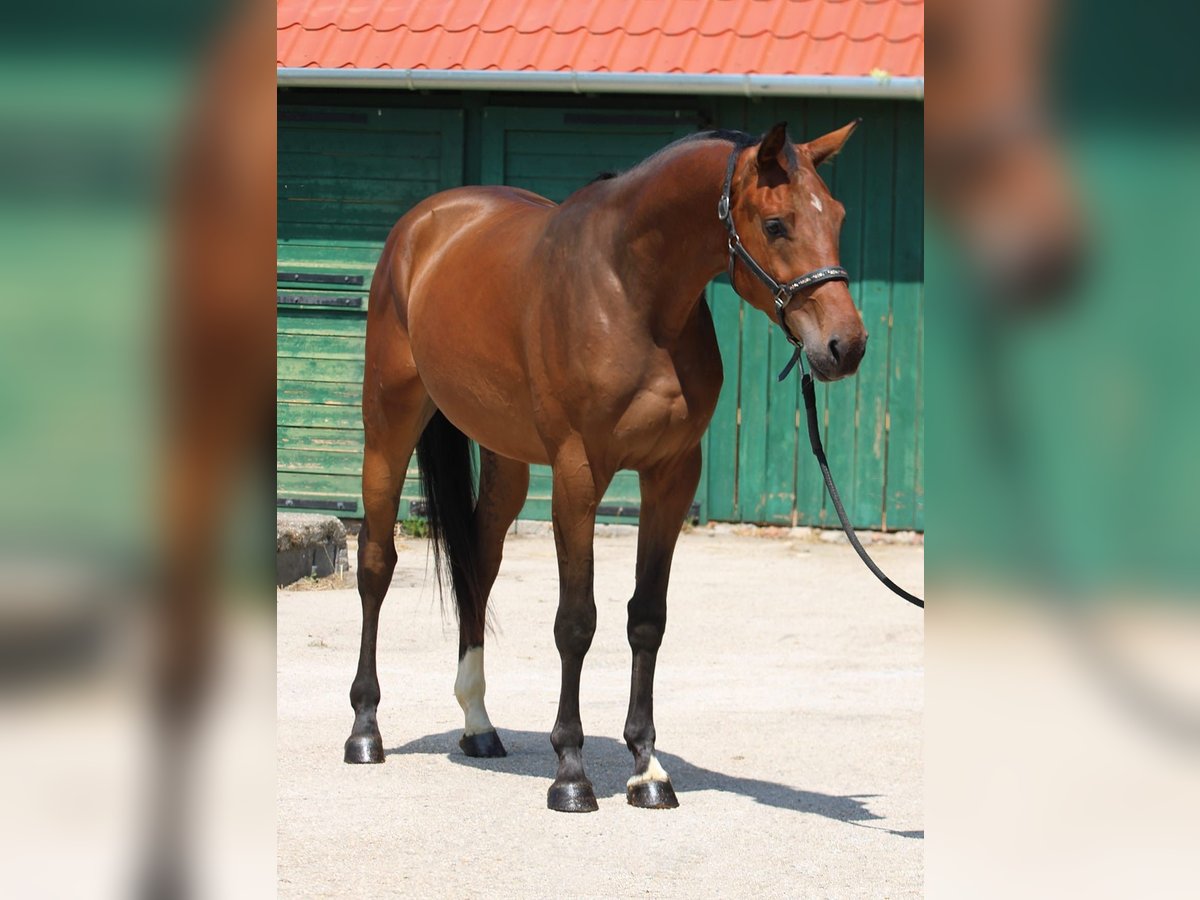 KWPN Gelding 3 years 16,2 hh Brown in Murska Soboda
