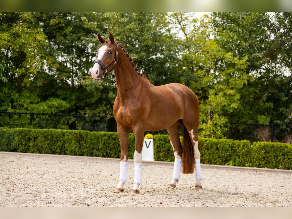 KWPN Gelding 3 years 16,2 hh Chestnut in Nietap