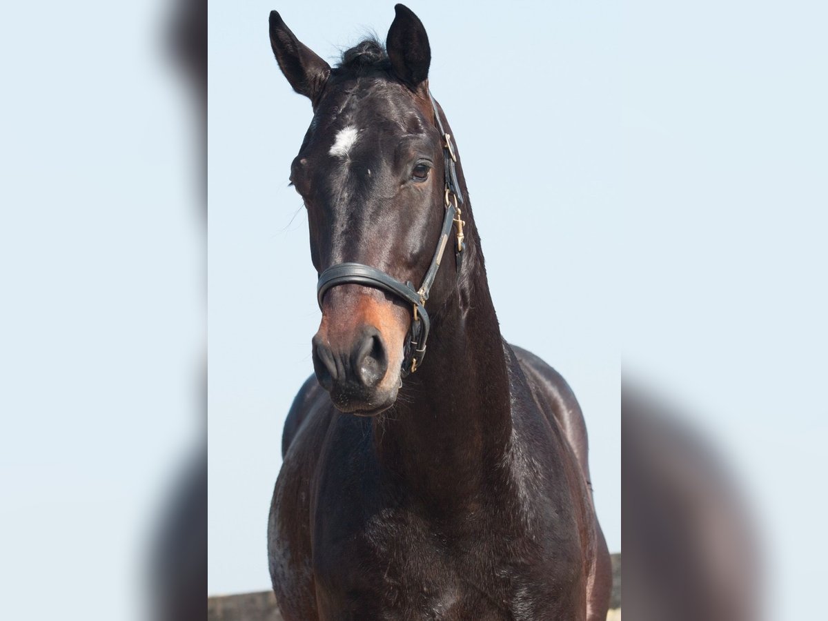 KWPN Gelding 3 years 17 hh Bay-Dark in Driebruggen