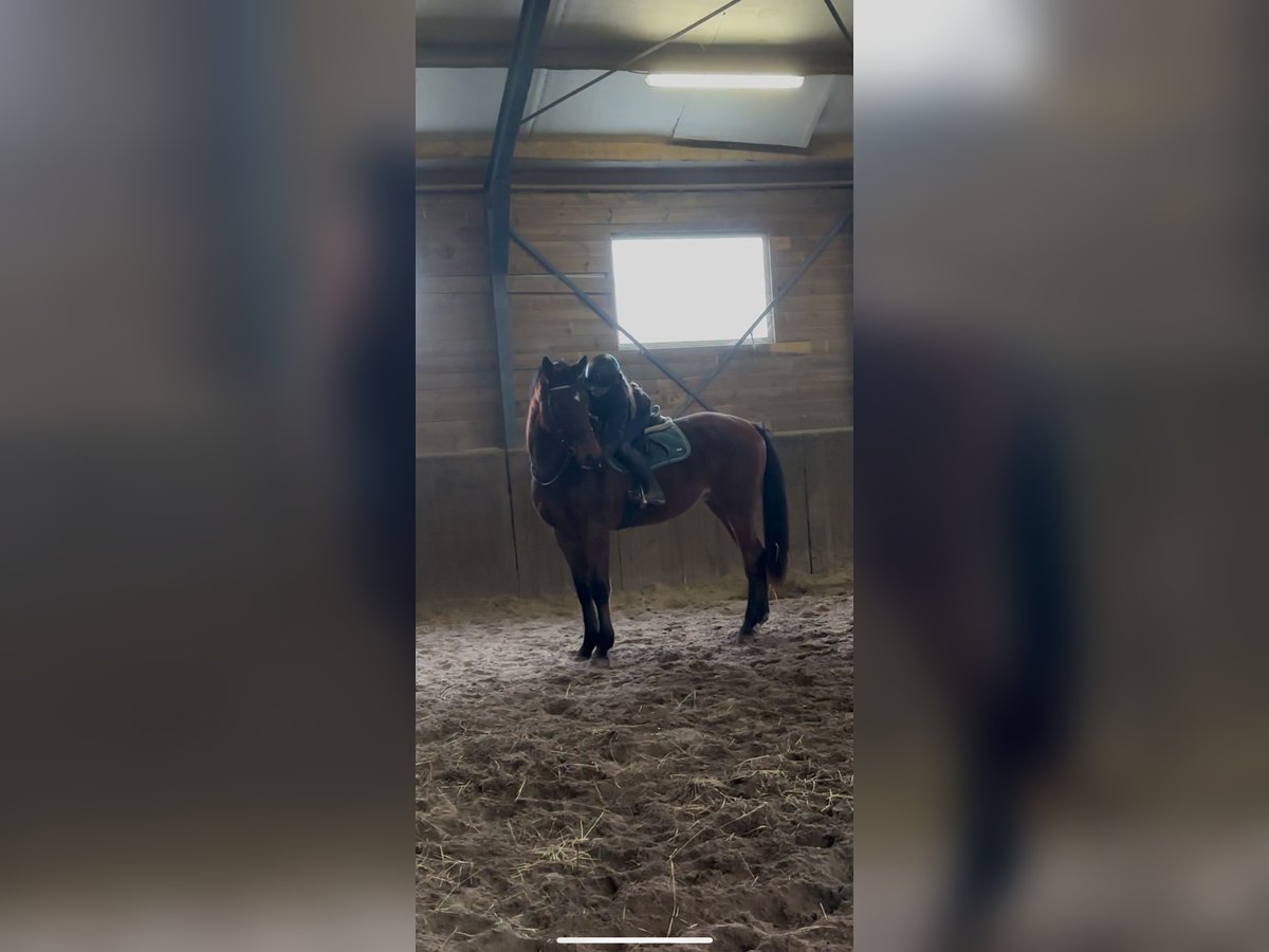 KWPN Gelding 3 years 17 hh Bay-Dark in Venhorst