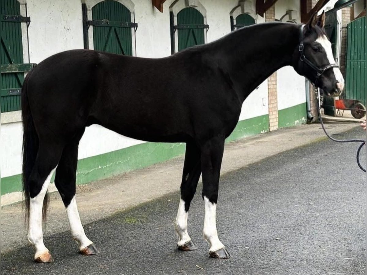 KWPN Gelding 3 years 17 hh Black in Halbenrain