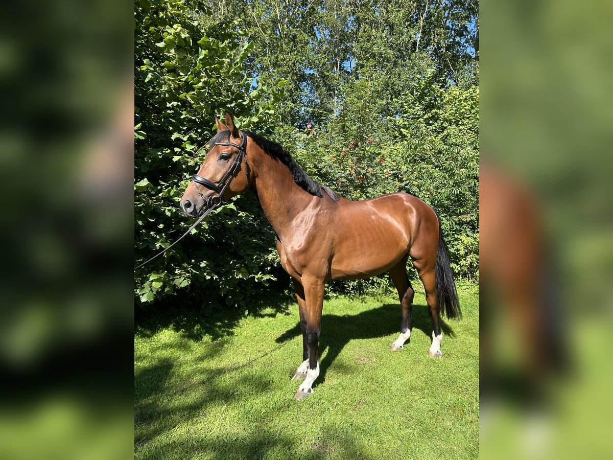 KWPN Gelding 3 years 17 hh Brown in Broeksterwâld