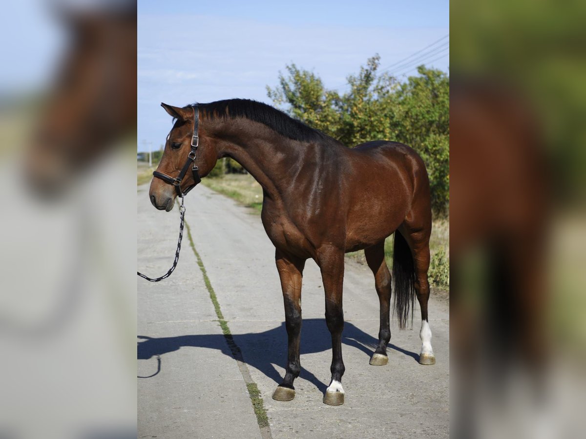 KWPN Gelding 3 years 17 hh Brown in Wien, Innere Stadt