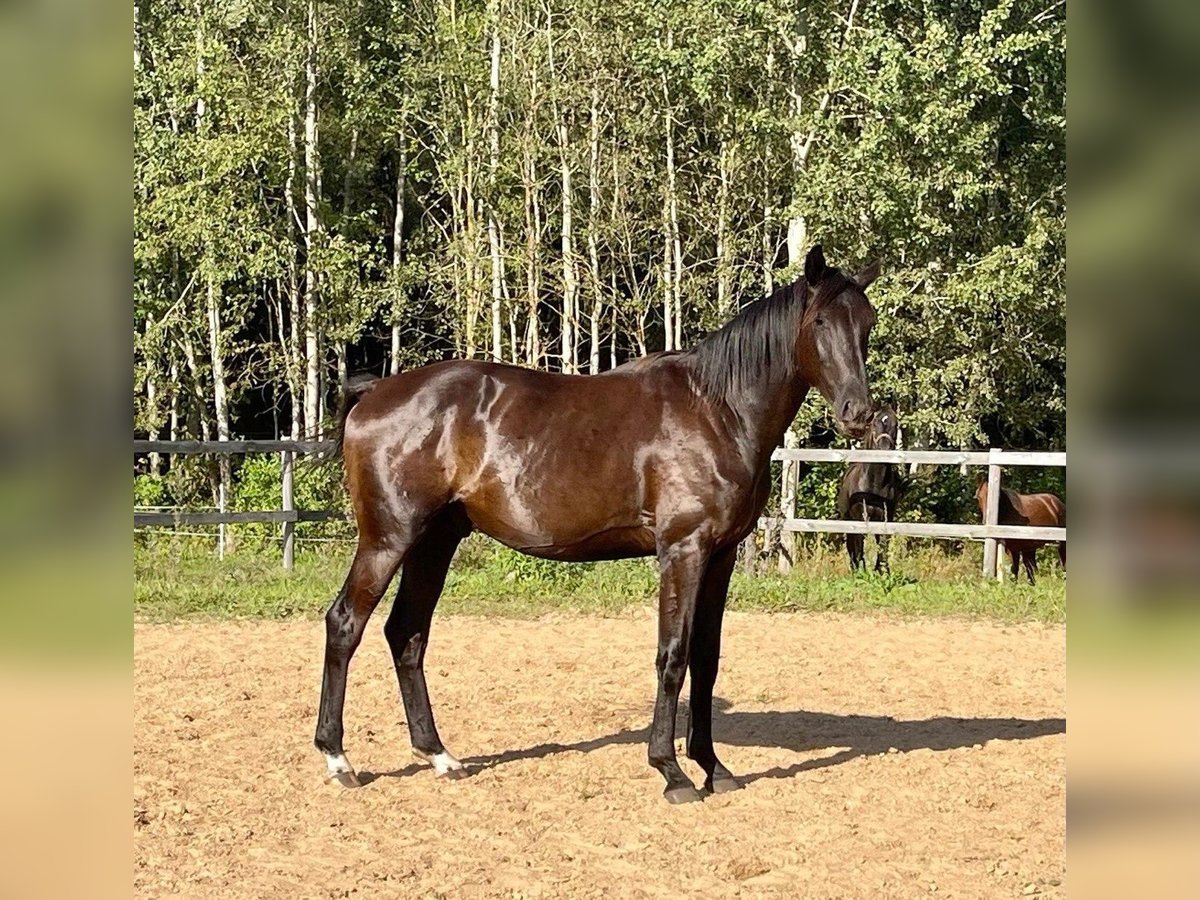 KWPN Gelding 3 years 17 hh in Riga KWPN Gelding 3 years 17 hh in Riga