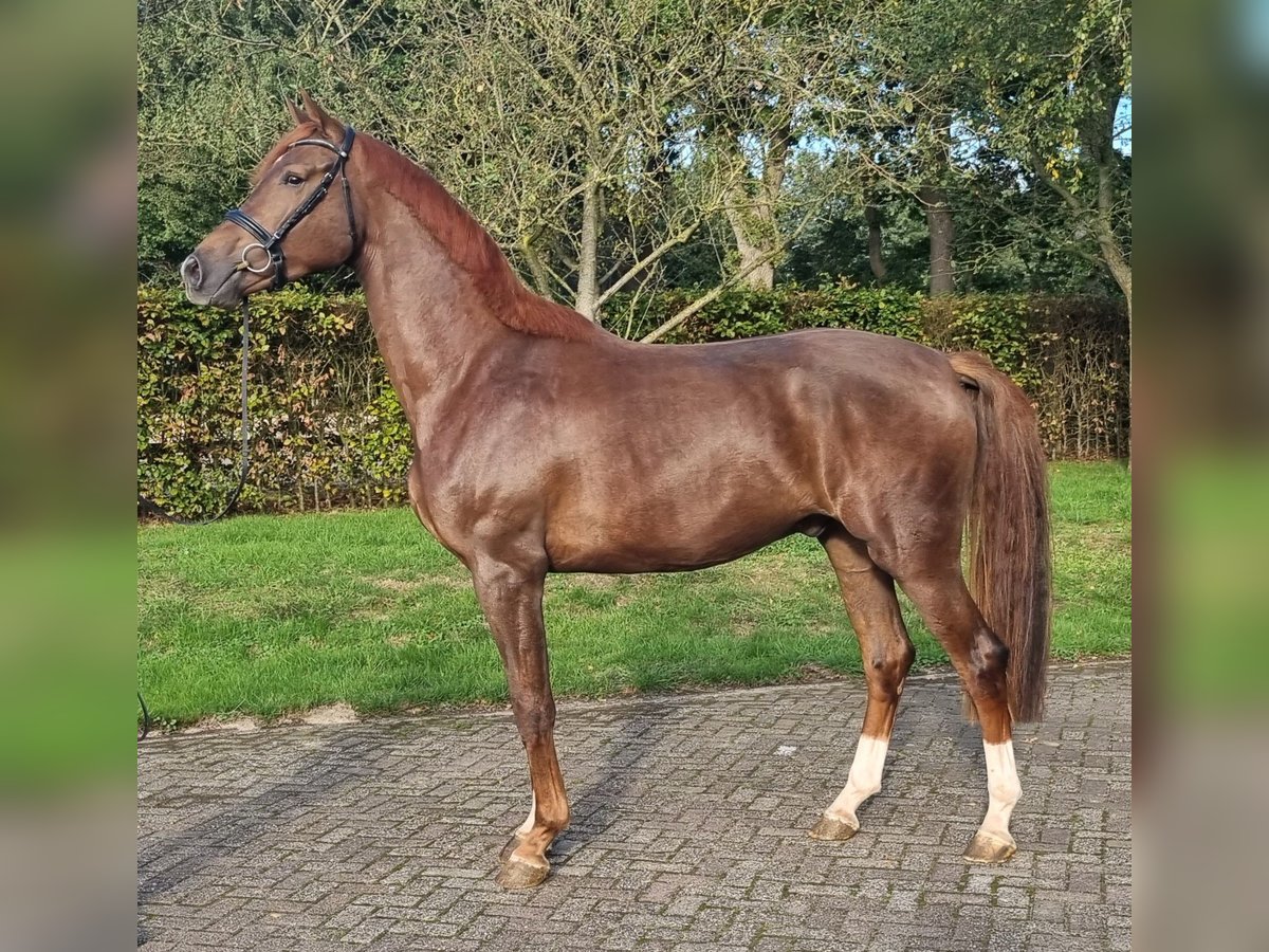 KWPN Gelding 3 years 17,1 hh Chestnut in Diever