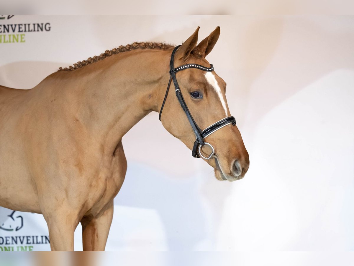 KWPN Gelding 3 years 17,1 hh Chestnut in Heerde