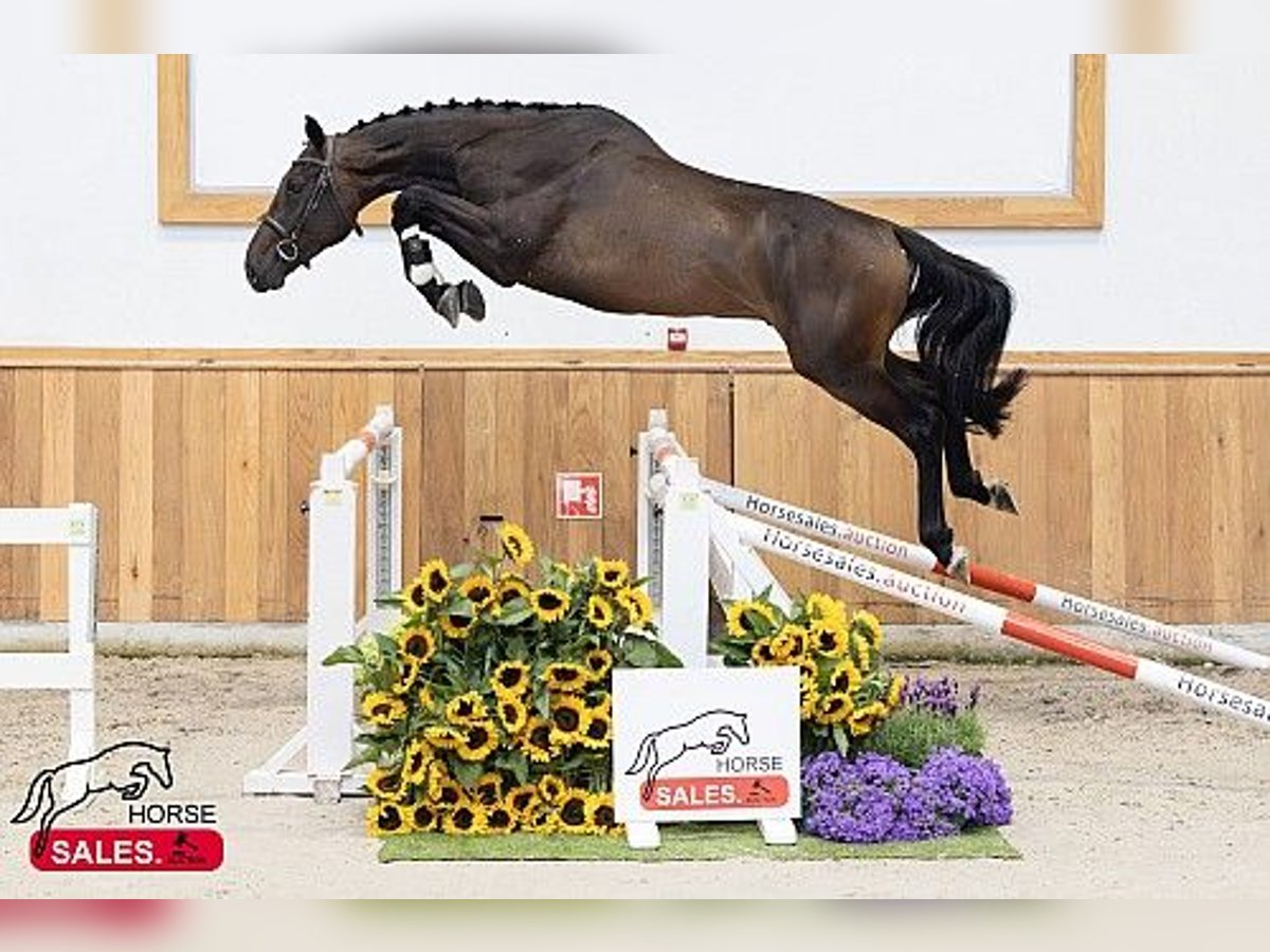 KWPN Gelding 3 years in B&#xE9;k&#xE9;scsaba