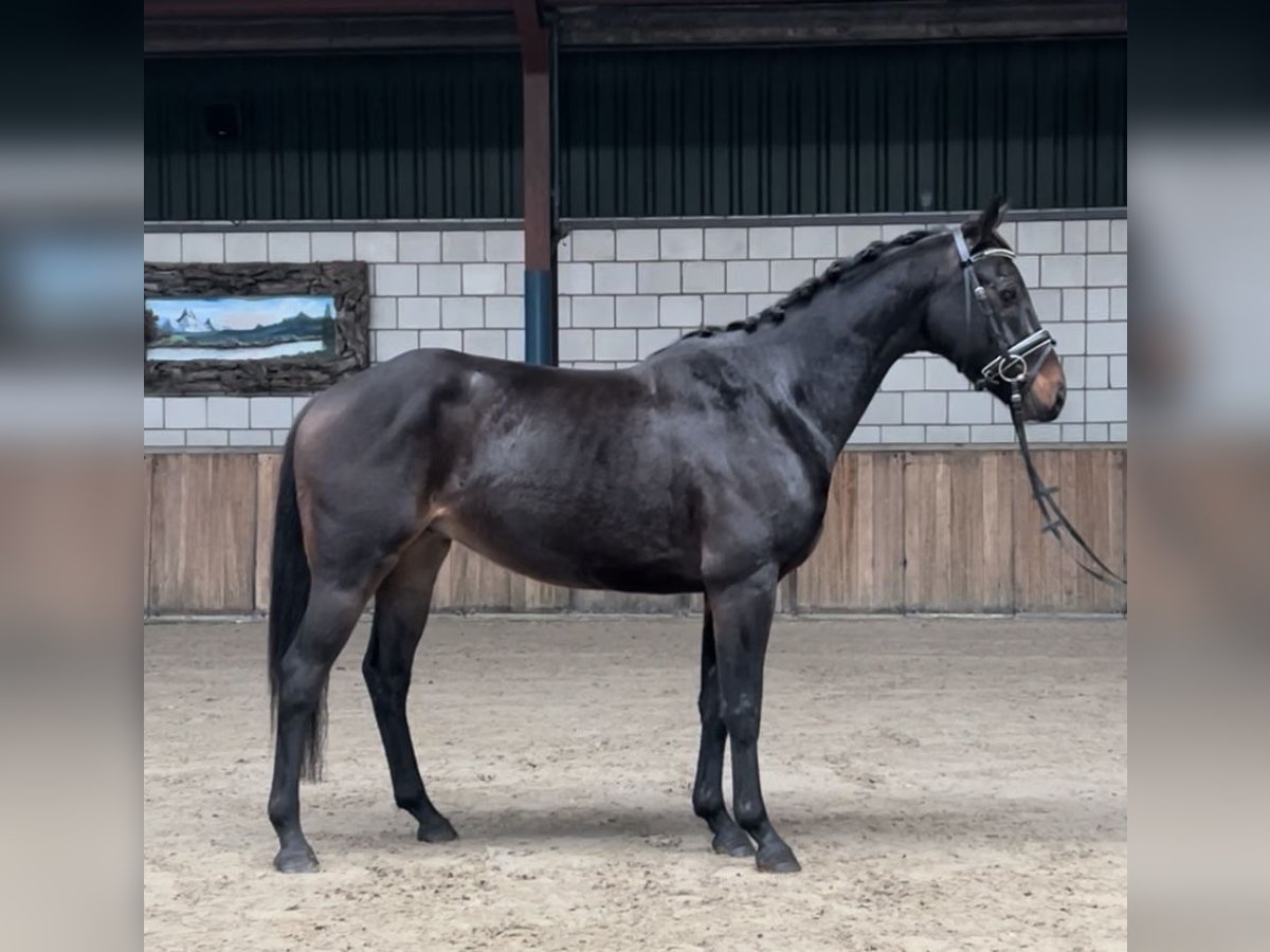 KWPN Gelding 4 years 14,3 hh Black in Oud Gastel