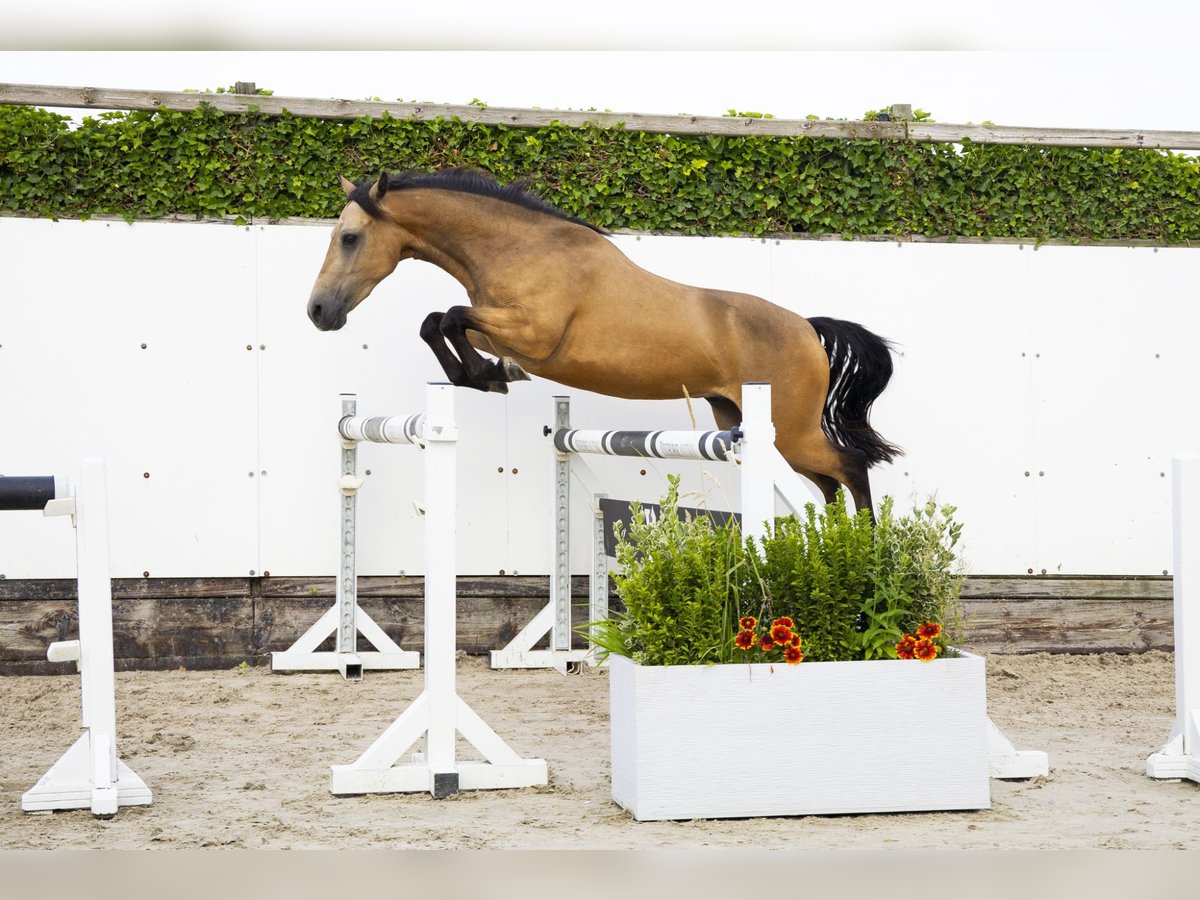 KWPN Gelding 4 years 14 hh in Waddinxveen