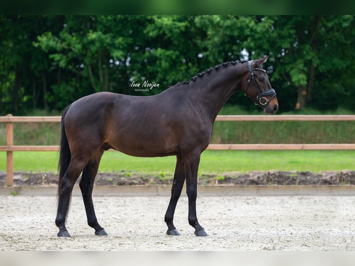 KWPN Gelding 4 years 15,2 hh Bay-Dark in Horst