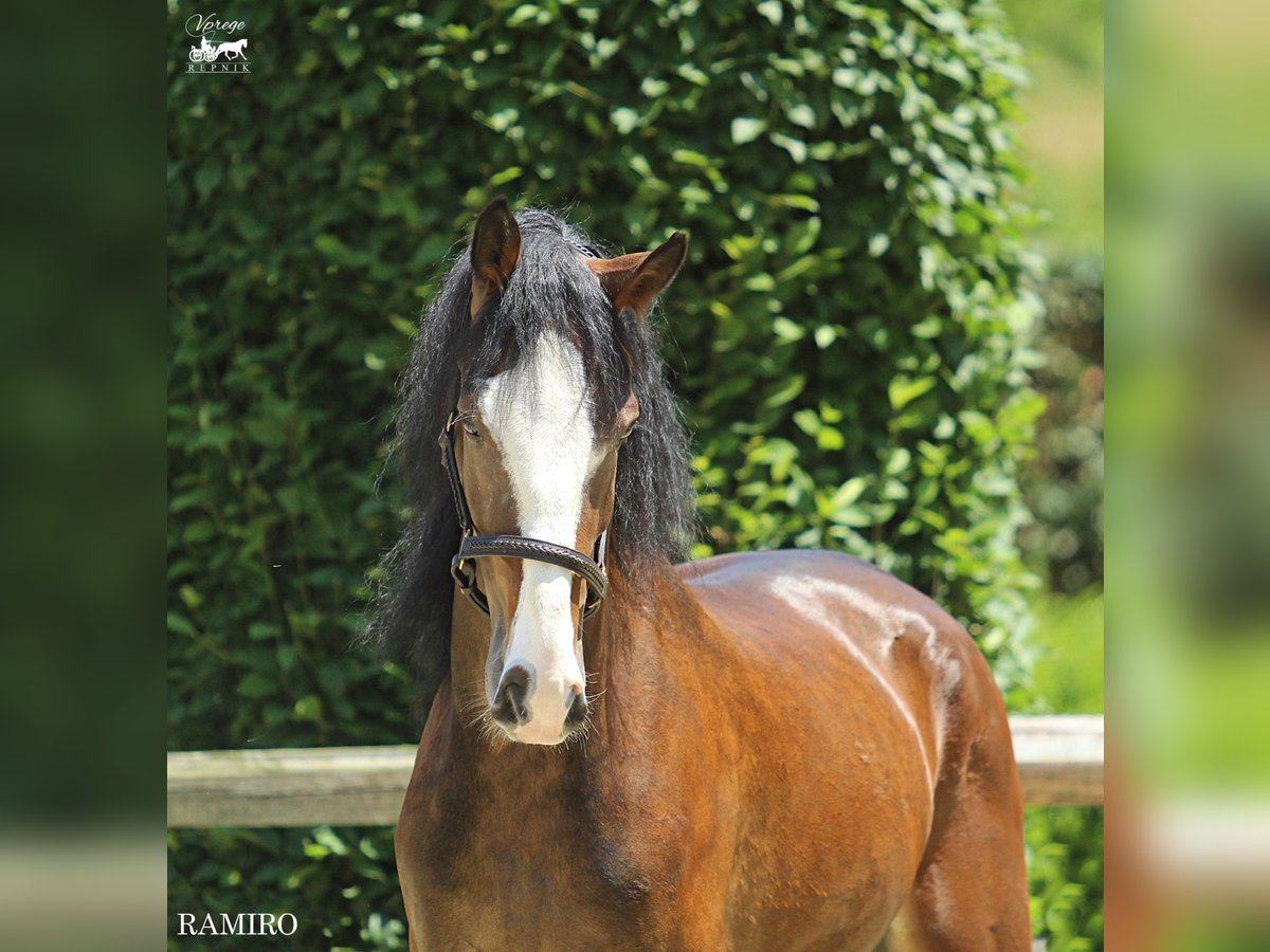 KWPN Gelding 4 years 15,3 hh Brown in Kamnik