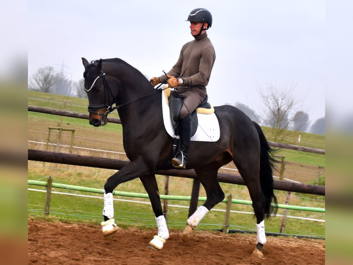 KWPN Gelding 4 years 16,1 hh Bay-Dark in Neuss