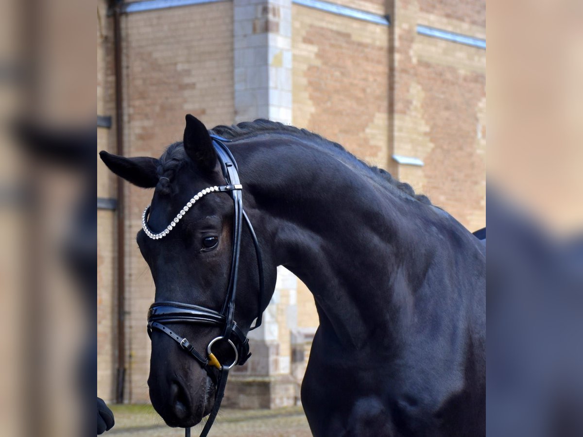 KWPN Gelding 4 years 16,1 hh Black in Neuss