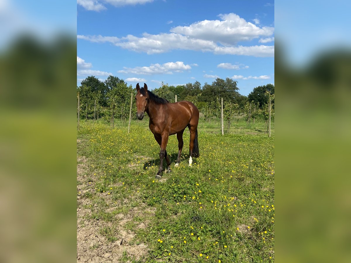 KWPN Gelding 4 years 16,1 hh Brown in Sint-Truiden