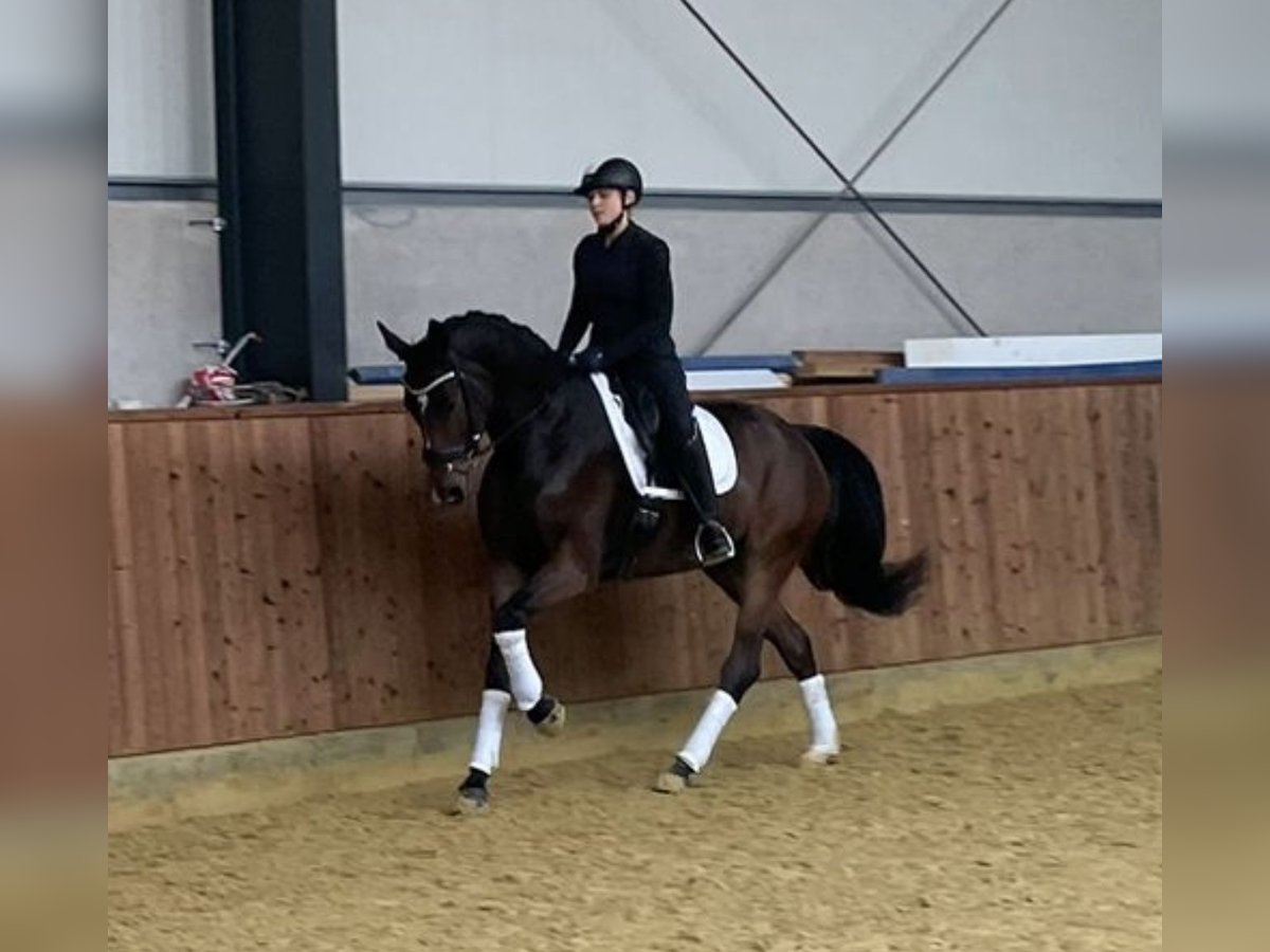 KWPN Gelding 4 years 16,1 hh Brown in Stadtlohn