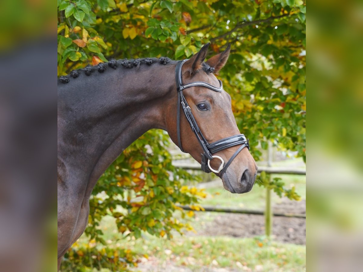 KWPN Gelding 4 years 16,1 hh Brown in Jesteburg