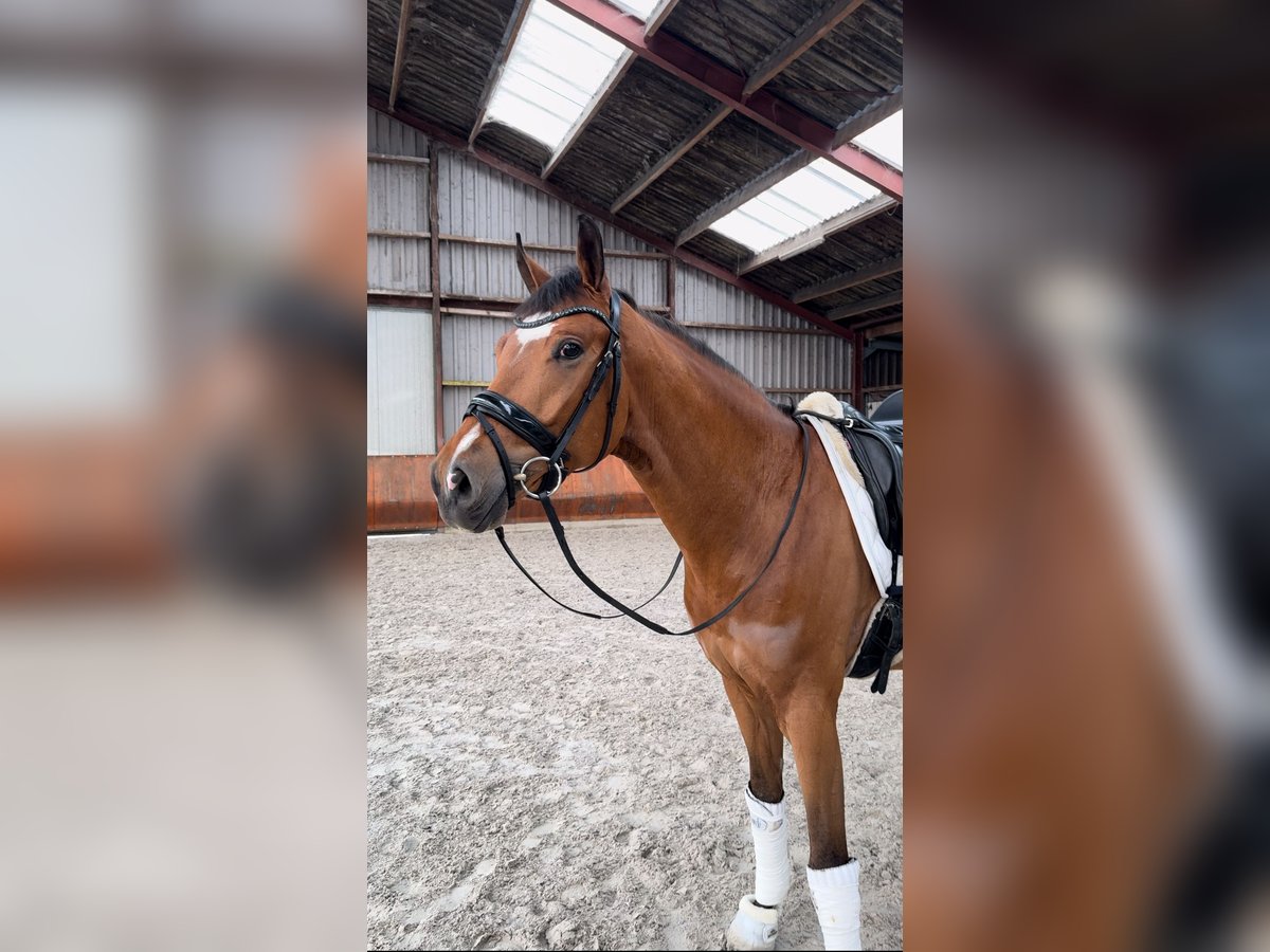 KWPN Gelding 4 years 16,1 hh Brown-Light in Baarle-Nassau