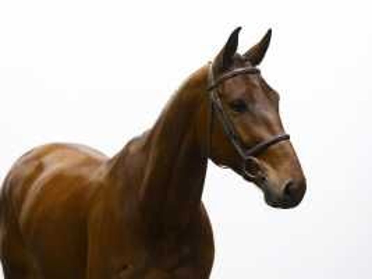 KWPN Gelding 4 years 16,1 hh Brown in Waddinxveen