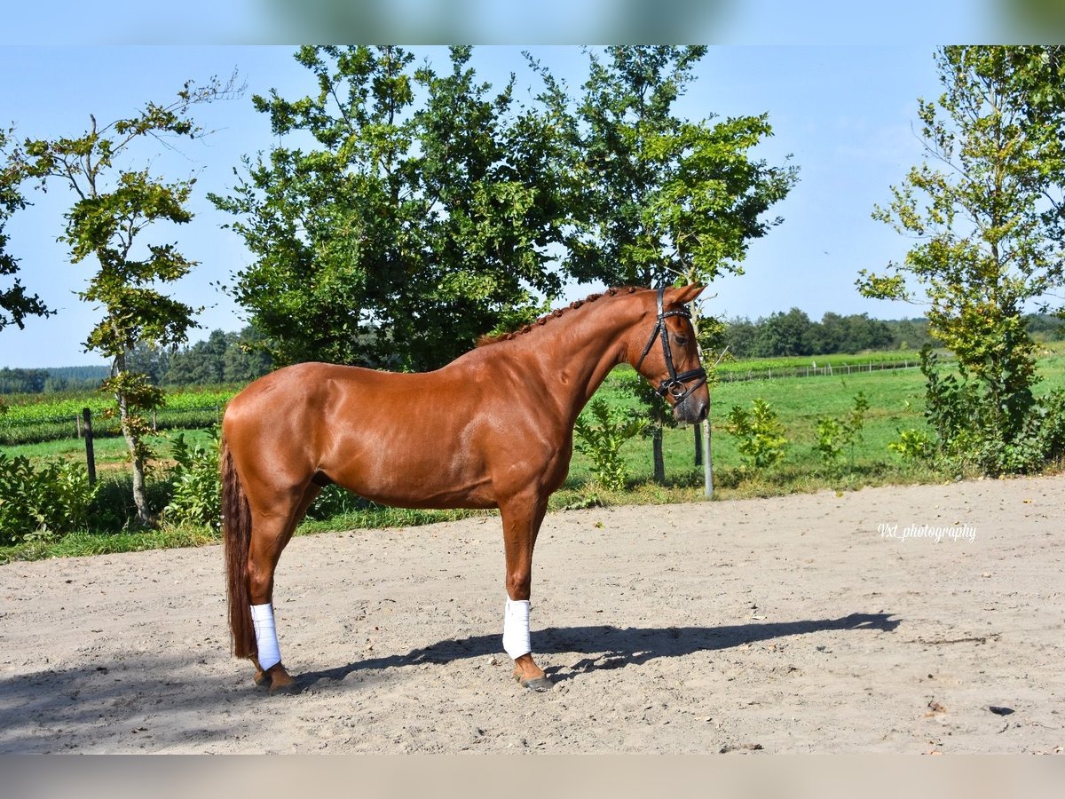 KWPN Gelding 4 years 16,1 hh Chestnut in Prinsenbeek