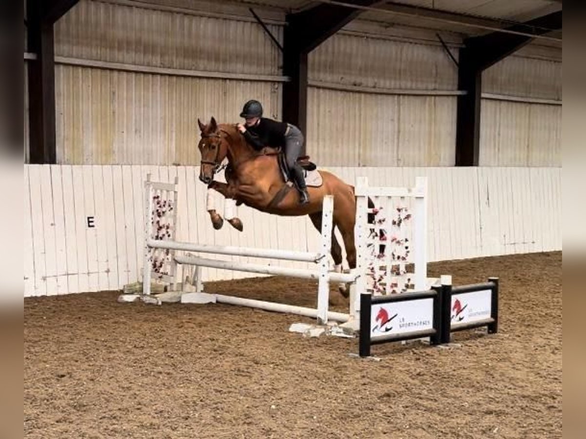 KWPN Gelding 4 years 16,1 hh Chestnut in Folkestone