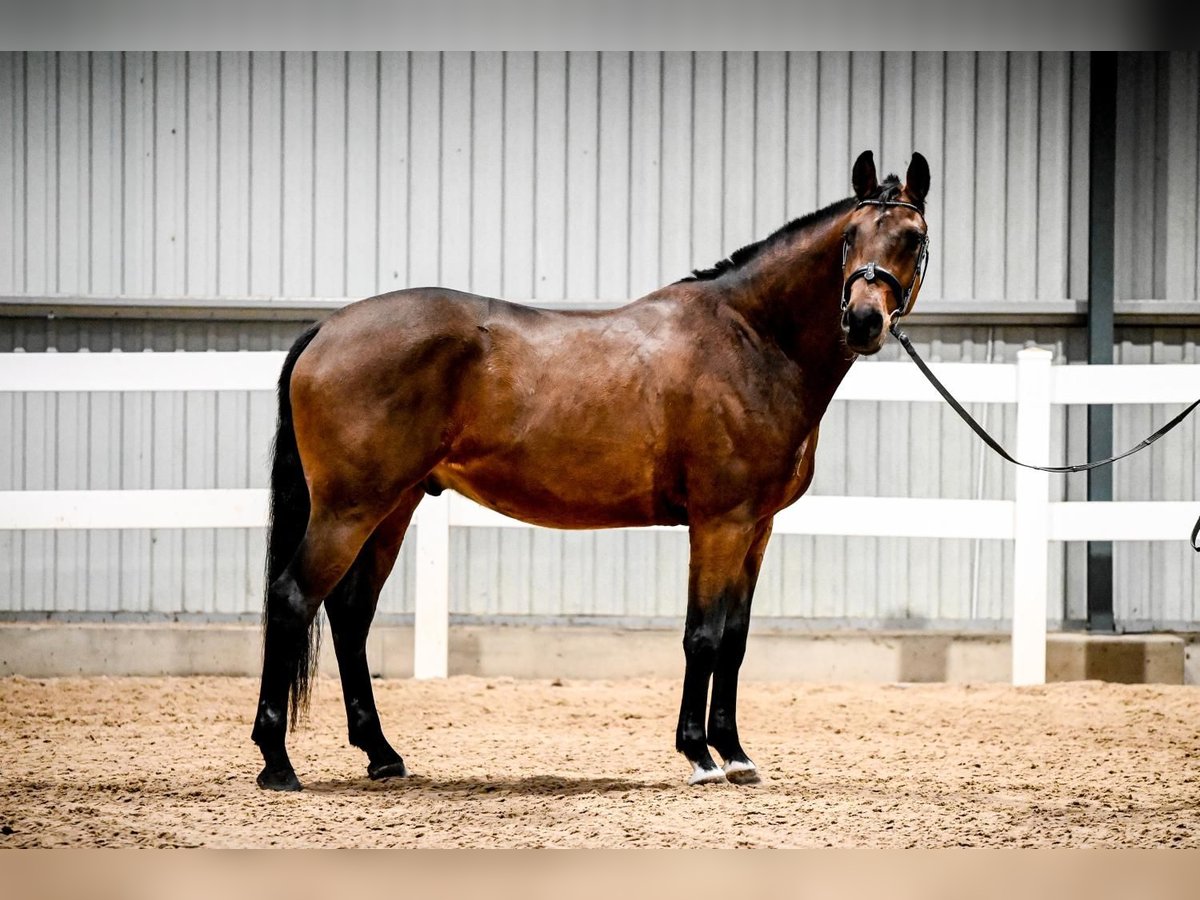 KWPN Gelding 4 years 16,1 hh in Riga