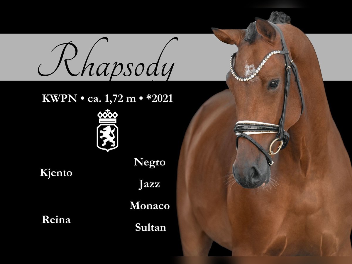 KWPN Gelding 4 years 16,2 hh Bay-Dark in Wehringen