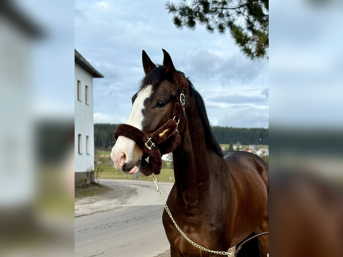 KWPN Gelding 4 years 16,2 hh Bay-Dark in Pelmberg