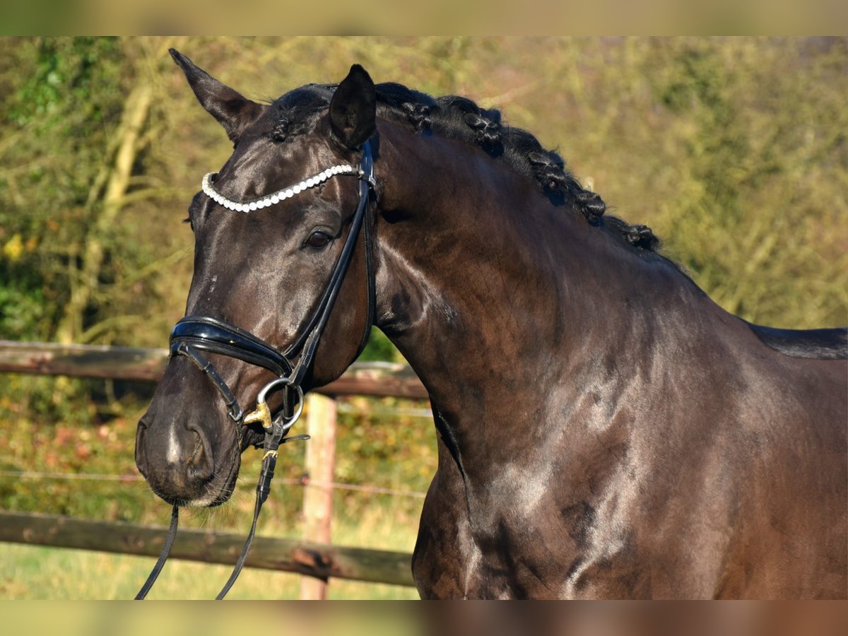 KWPN Gelding 4 years 16,2 hh Black in Neuss