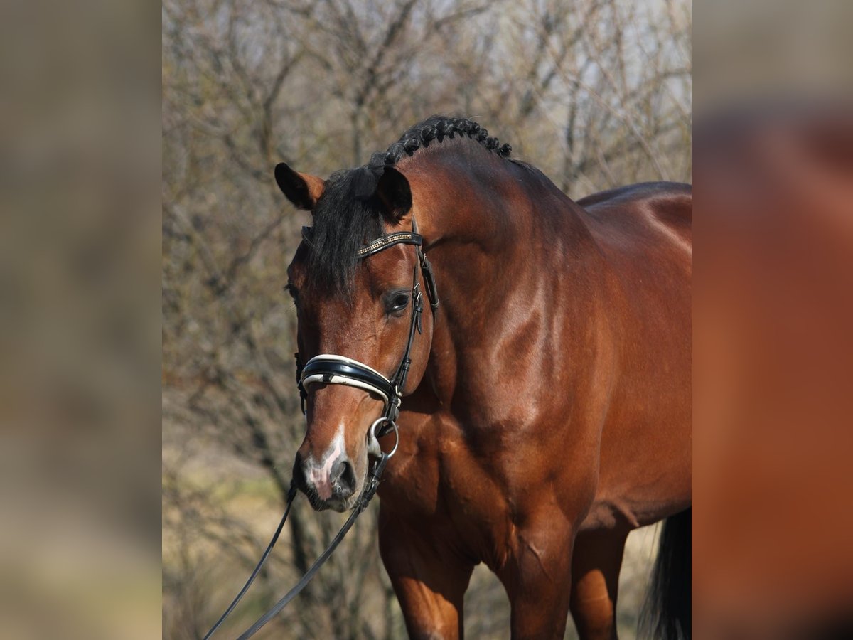 KWPN Gelding 4 years 16,2 hh Brown in Hamburg