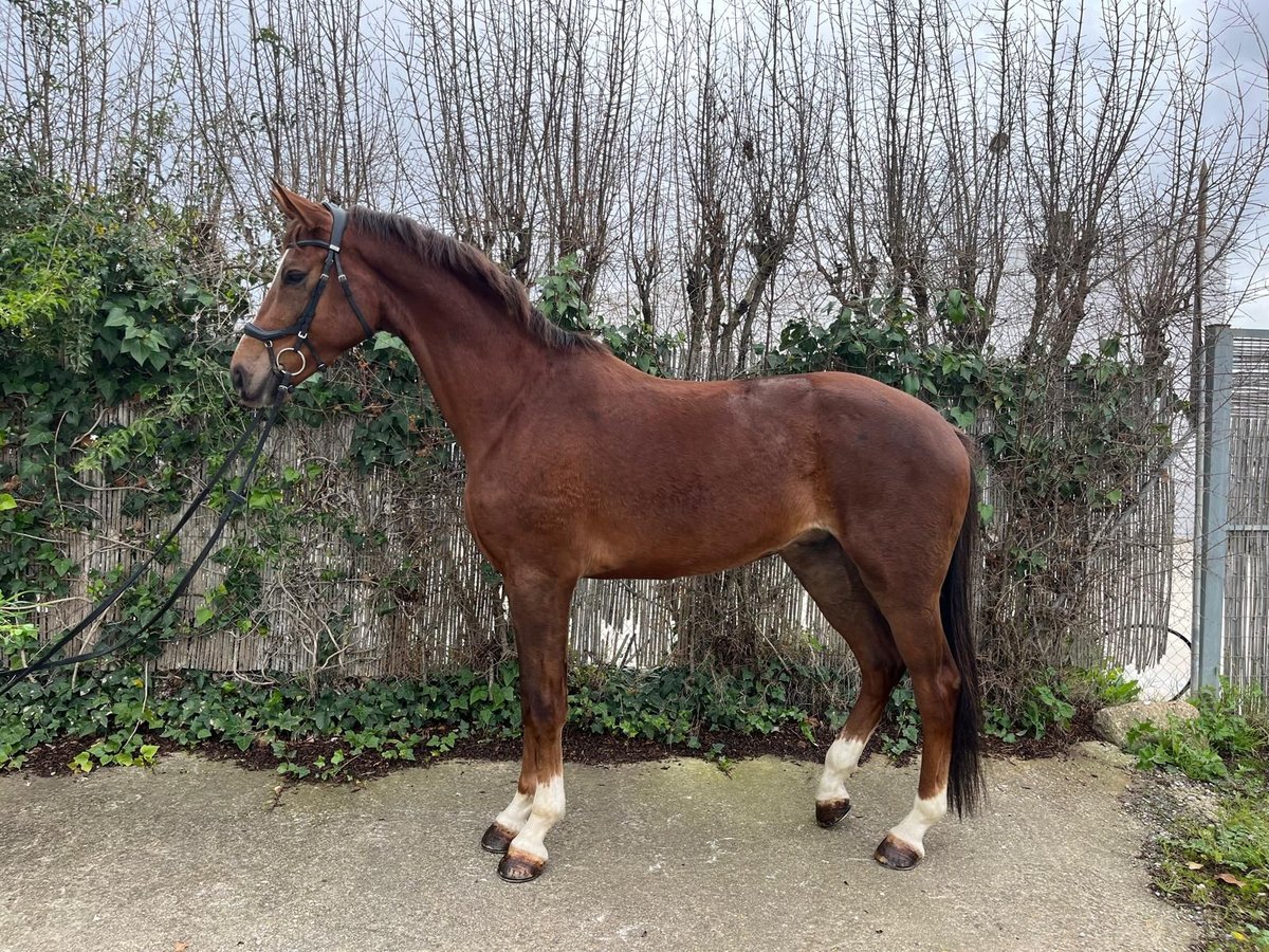 KWPN Gelding 4 years 16,2 hh Chestnut in Los Palacios Y Villafranca