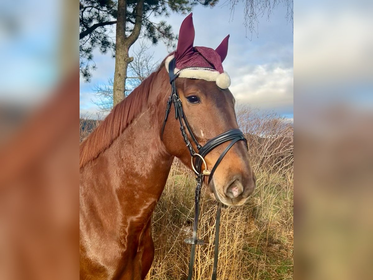 KWPN Gelding 4 years 16,2 hh Chestnut-Red in Pelmberg