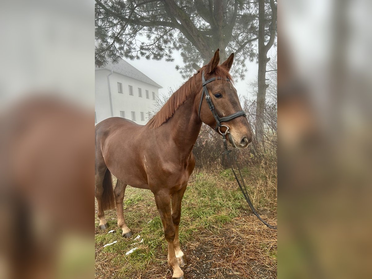 KWPN Gelding 4 years 16,2 hh Chestnut-Red in Pelmberg