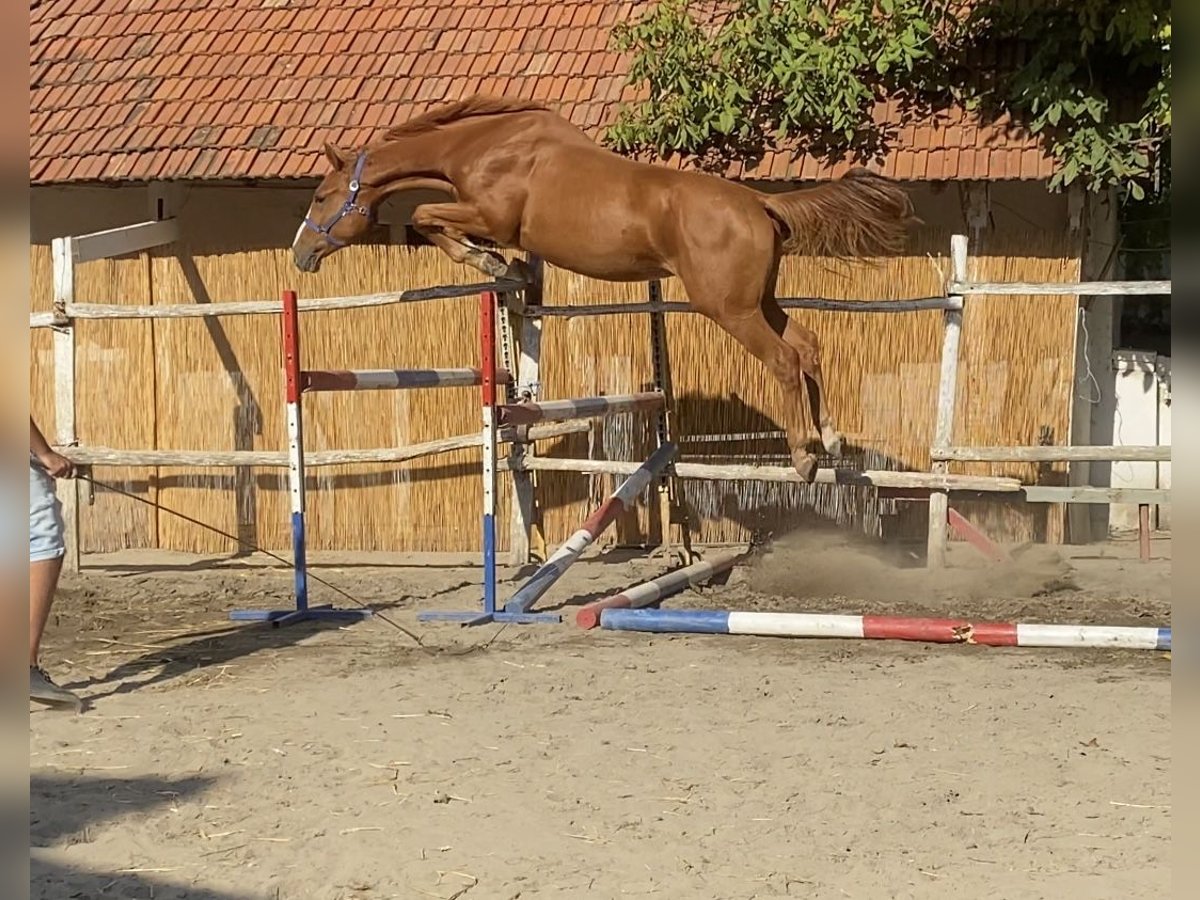 KWPN Gelding 4 years 16,2 hh Chestnut in Bekescsaba