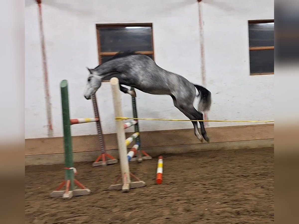 KWPN Gelding 4 years 16,2 hh Gray in Békéscsaba