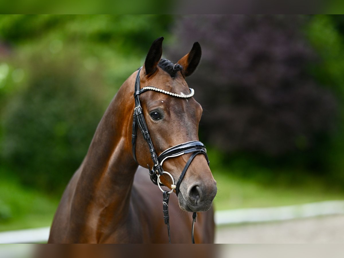 KWPN Gelding 4 years 16 hh Bay-Dark in Hamburg Osdorf