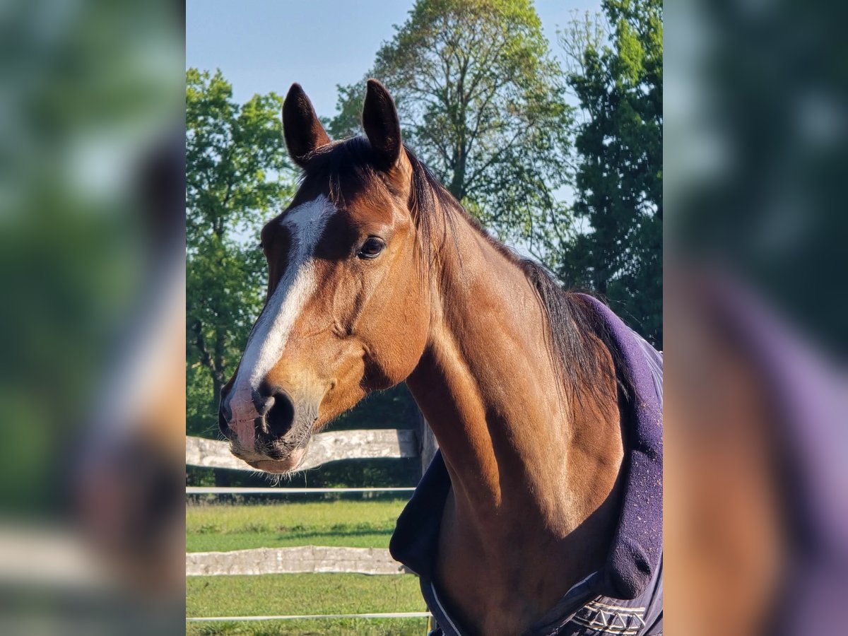 KWPN Gelding 4 years 16 hh Bay in Nowy Tomy&#x15B;l