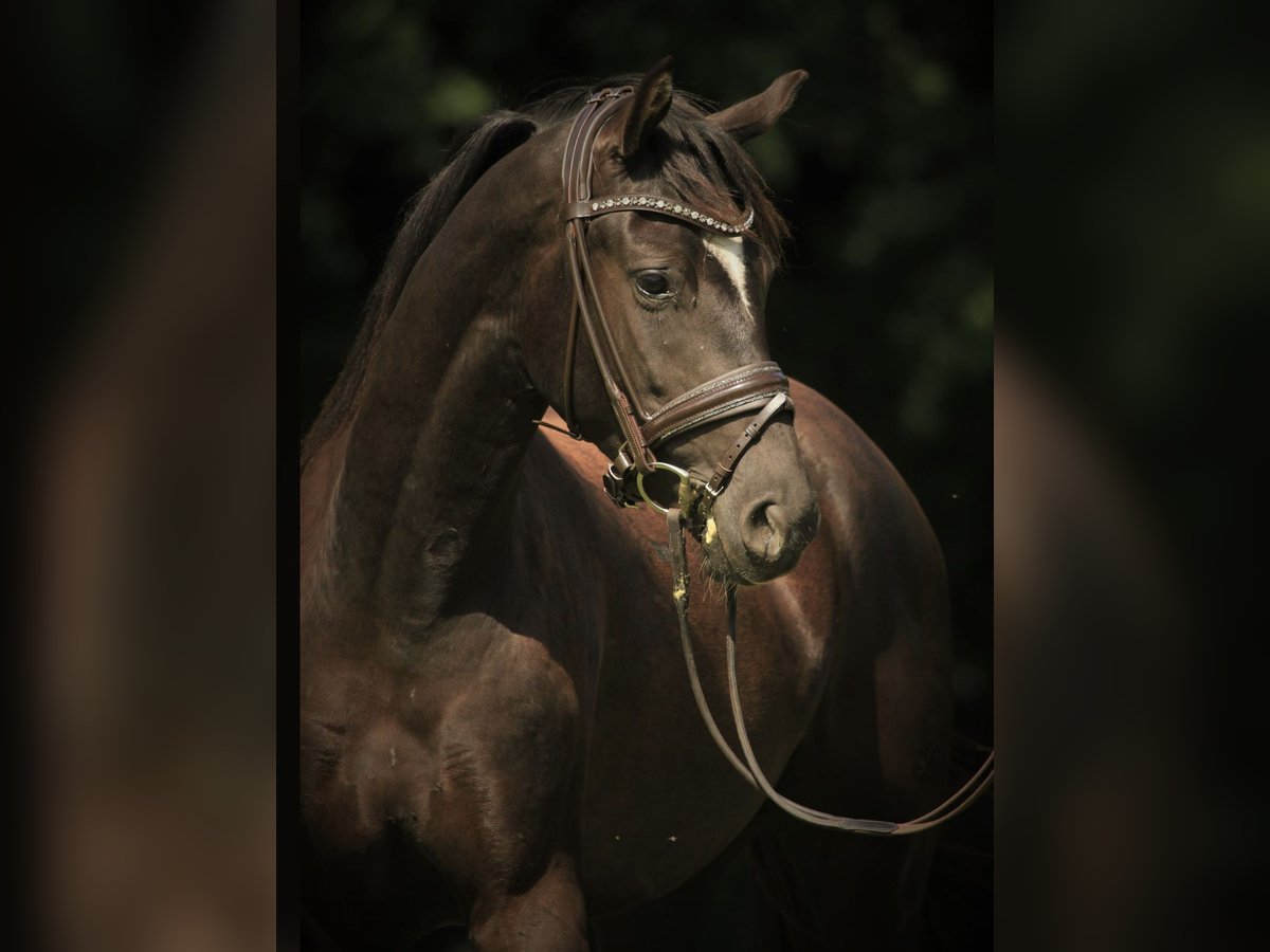 KWPN Gelding 4 years 16 hh Black in Asperup