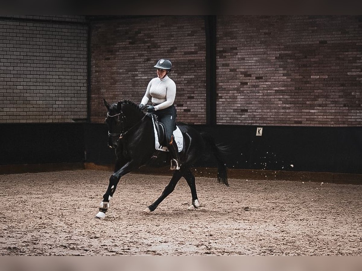 KWPN Gelding 4 years 16 hh Black in Helenaveen