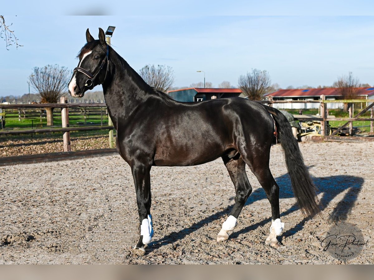 KWPN Mix Gelding 4 years 16 hh Black in Venhuizen