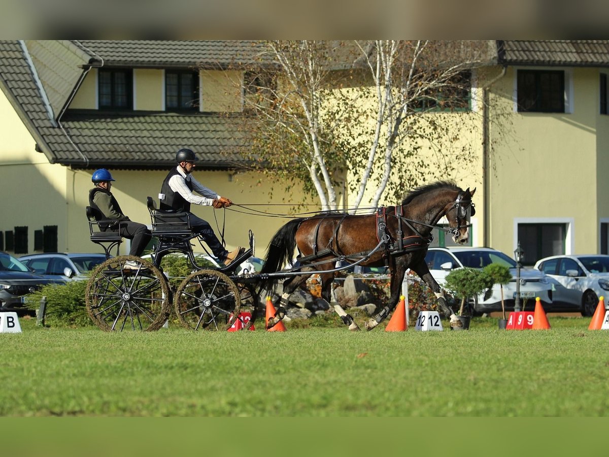 KWPN Gelding 4 years 16 hh Brown in Kamnik KWPN Gelding 4 years 16 hh Brown in Kamnik