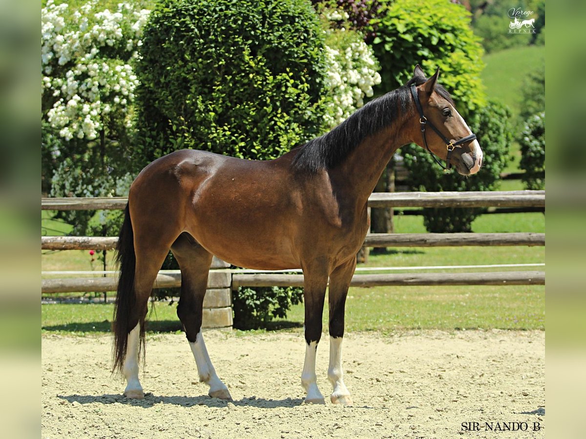 KWPN Gelding 4 years 16 hh Brown in Kamnik