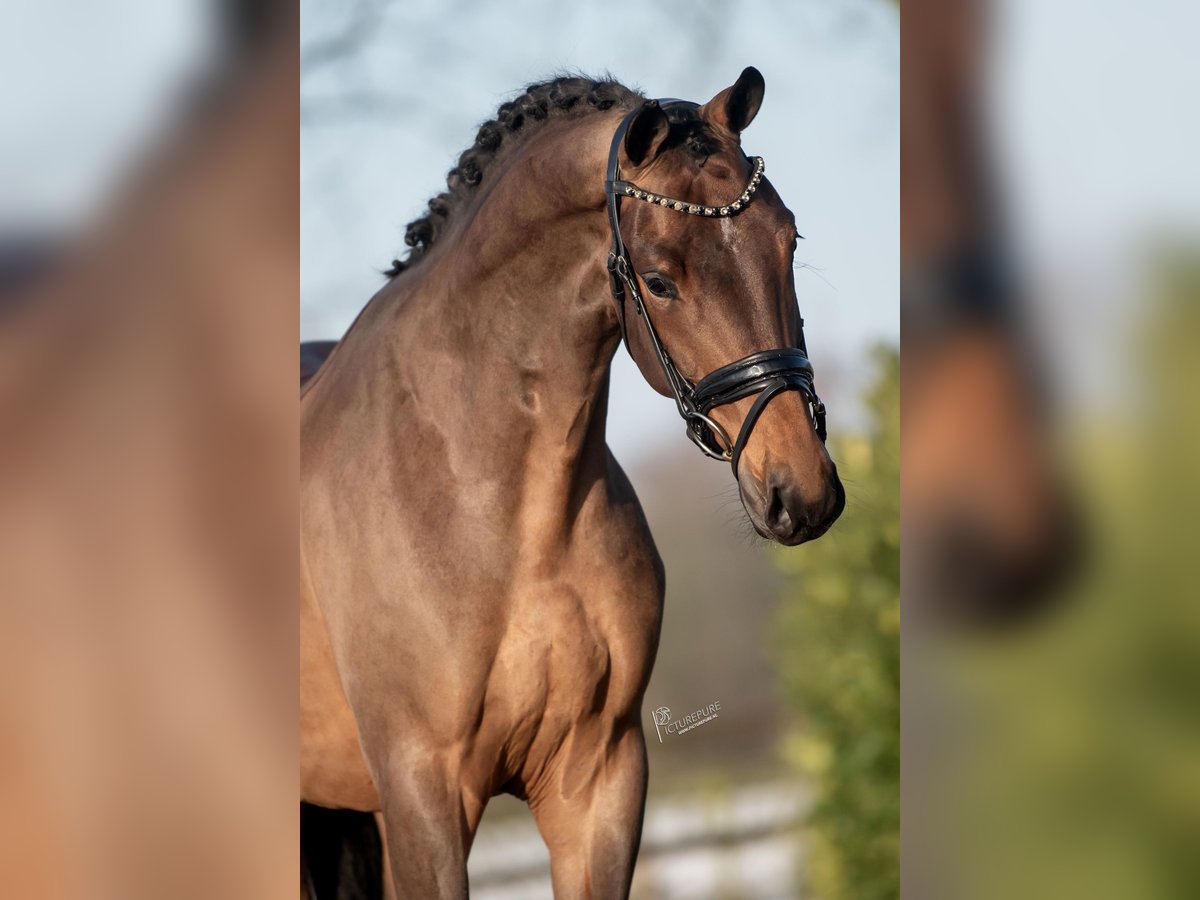 KWPN Gelding 4 years 16 hh Brown in Weert