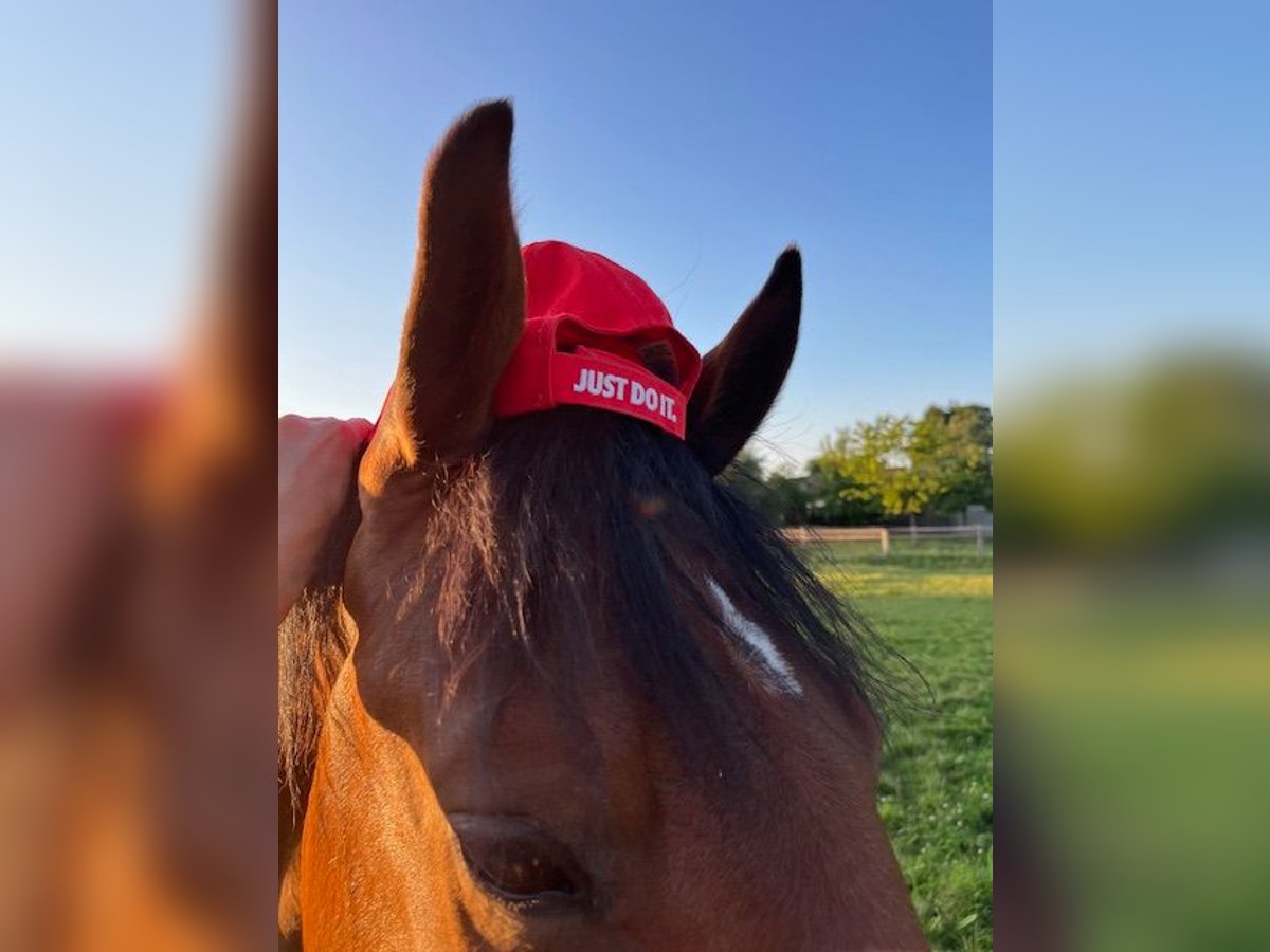 KWPN Gelding 4 years 16 hh Brown in Bad Driburg