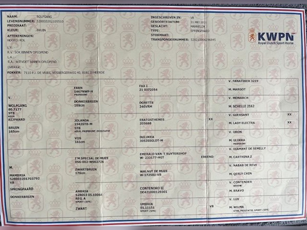 KWPN Gelding 4 years 16 hh Brown in Bad Driburg