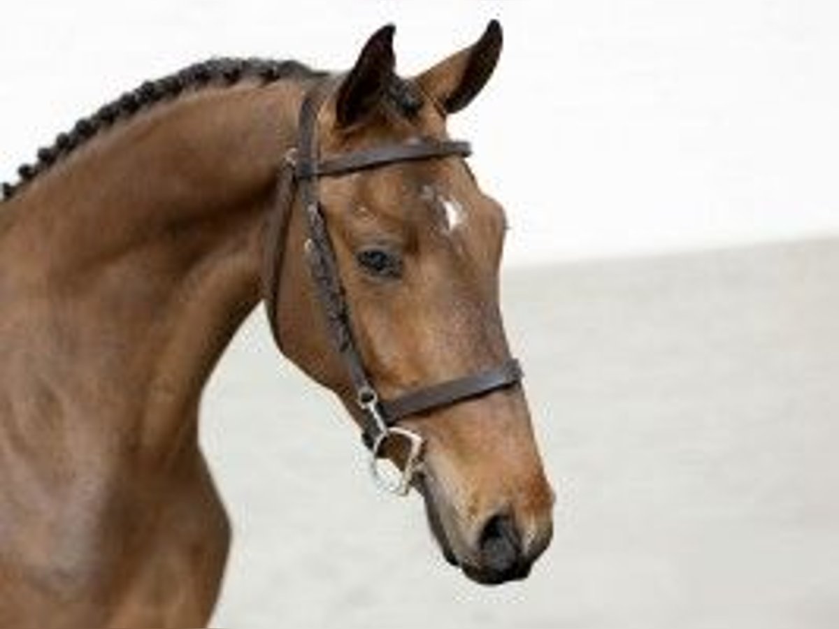 KWPN Gelding 4 years 16 hh Brown in Heerde