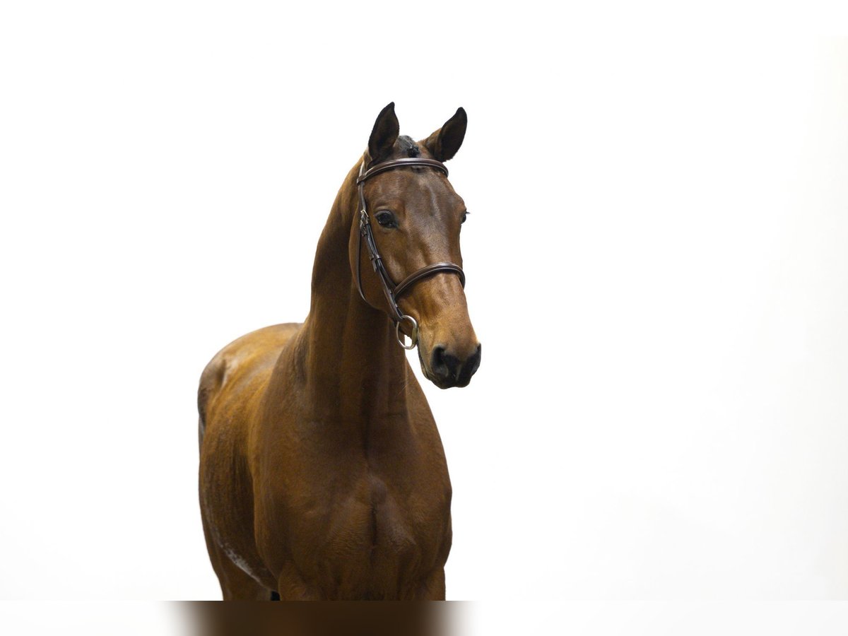 KWPN Gelding 4 years 16 hh Brown in Waddinxveen