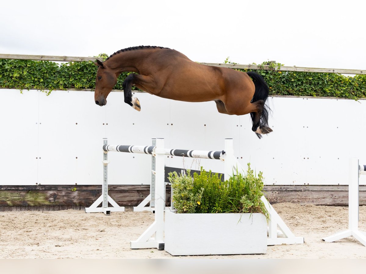 KWPN Gelding 4 years 16 hh Brown in Waddinxveen