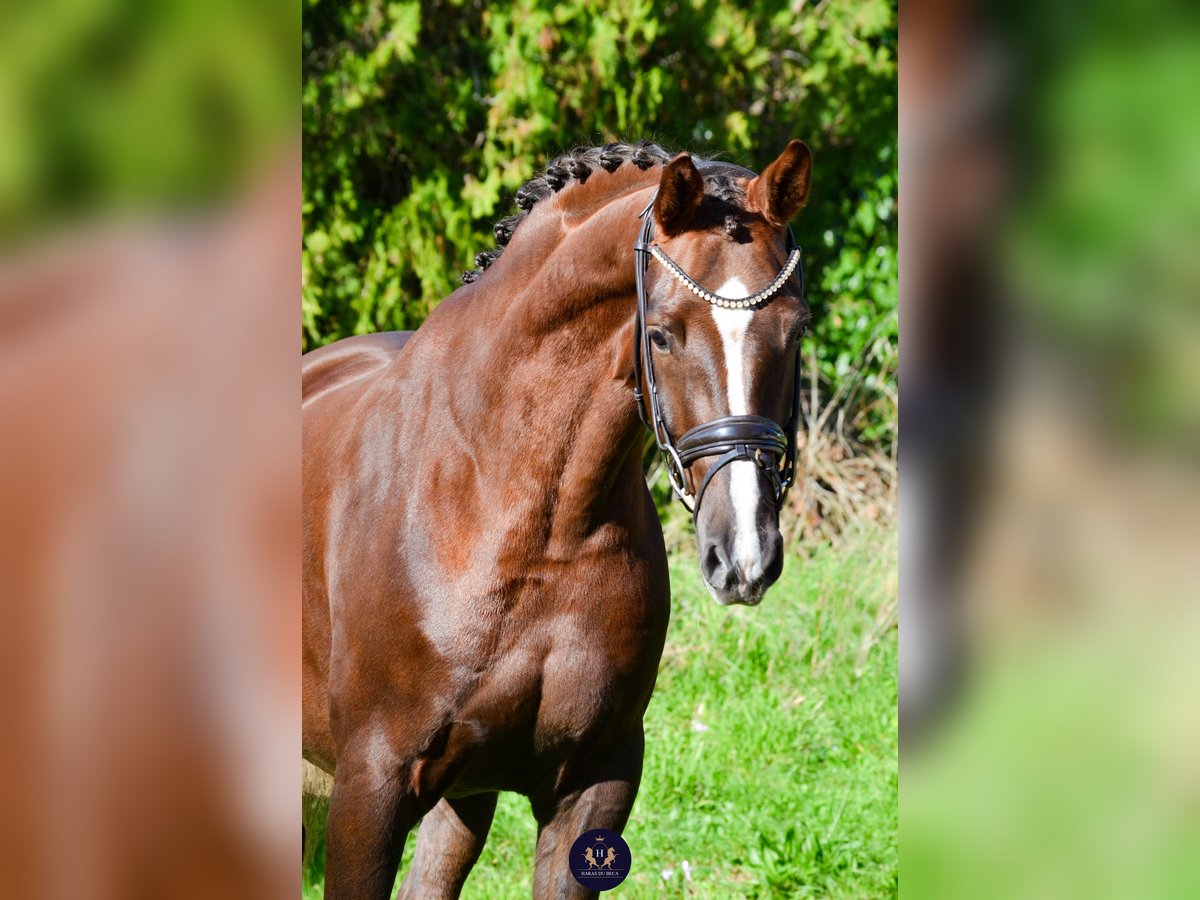 KWPN Gelding 4 years 16 hh Chestnut in Marigny