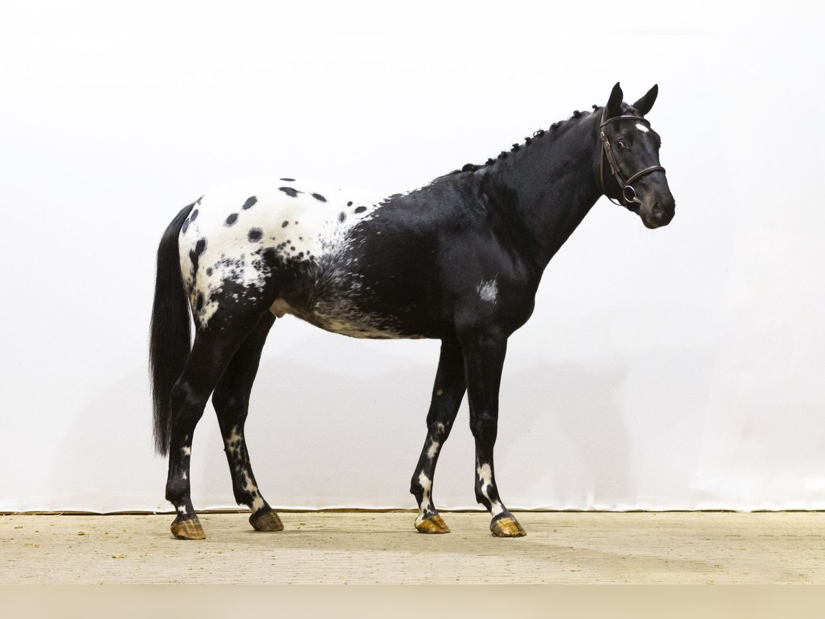 KWPN Gelding 4 years 16 hh Leopard-Piebald in Waddinxveen