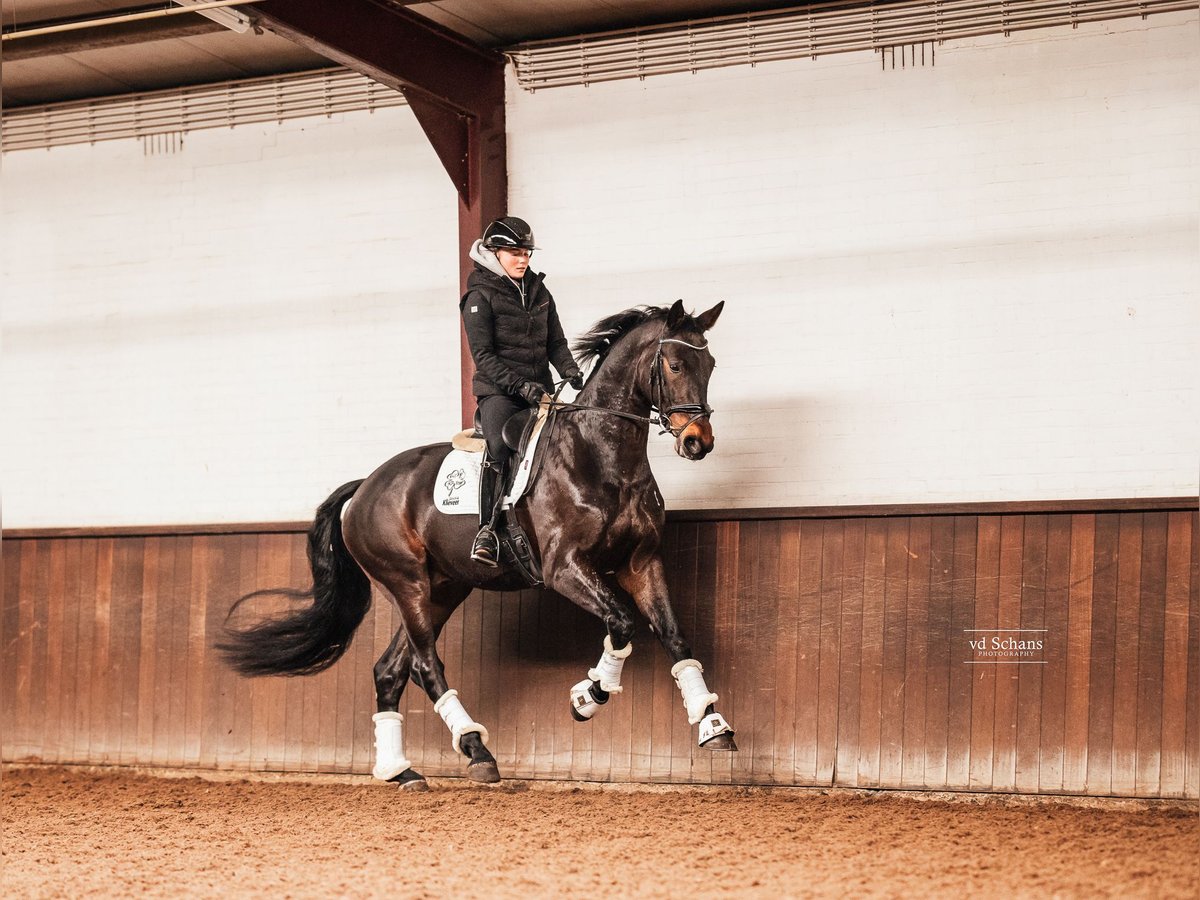 KWPN Gelding 4 years 16,1 hh Bay-Dark in Roermond